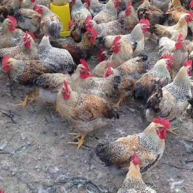 出壳芦花鸡苗批发活体黑芦花红芦花鸡种苗孵化场，打疫苗全国发货