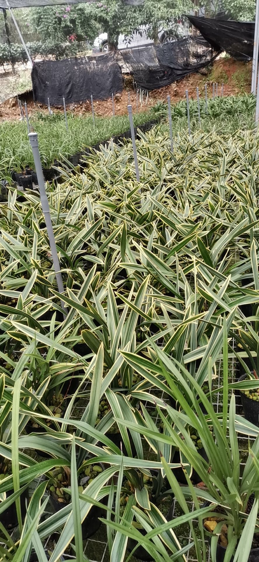 墨兰红花荷瓣红神荷兰花苗传统老种金边线艺盆栽室内花卉绿植