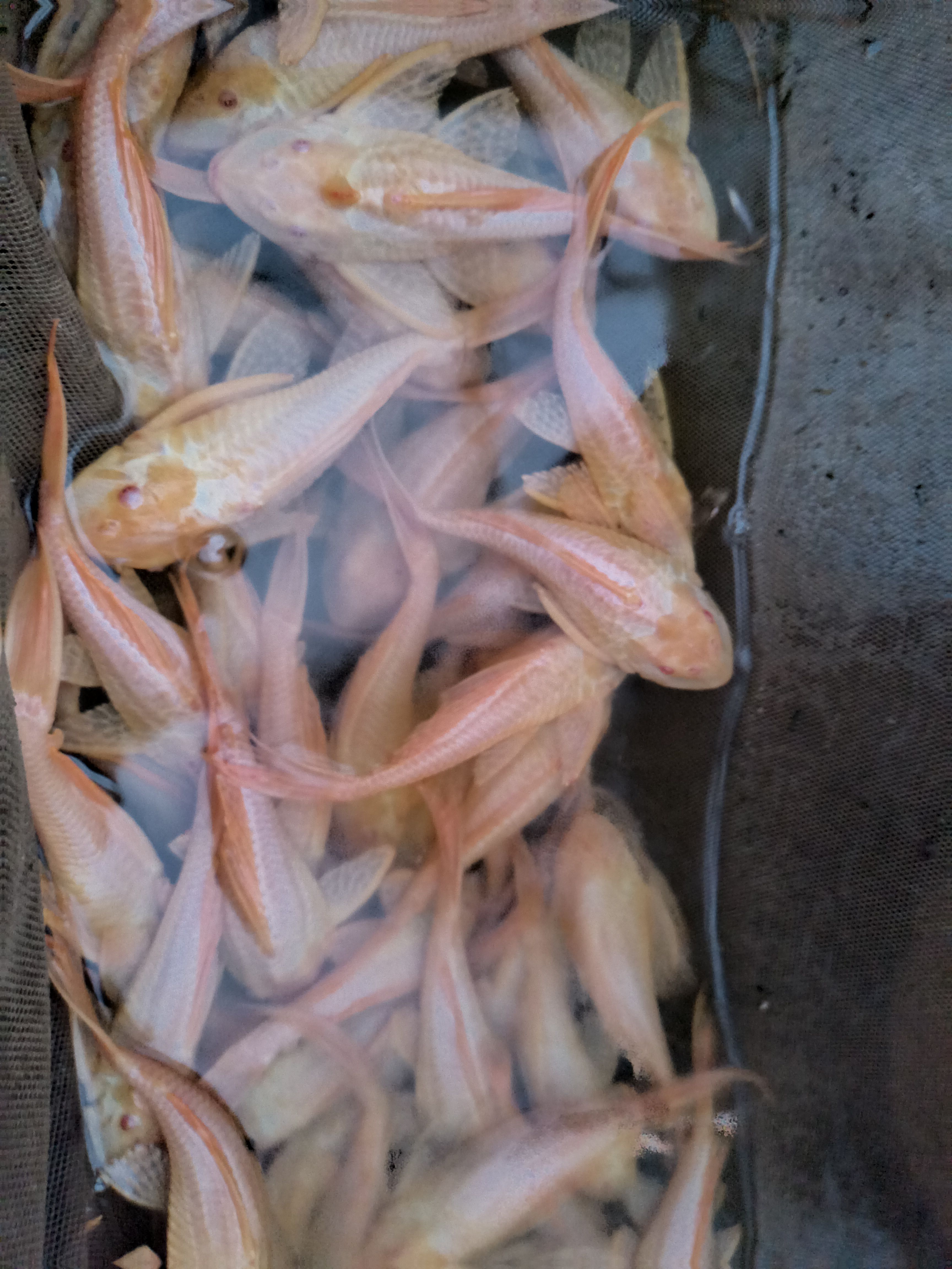 清道夫 红眼大帆女皇，尺寸：10-15CM   广东省内100尾起批