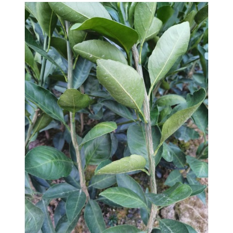 爱媛28号柑桔苗  红美人爱媛28号 苗木正宗 证照齐全