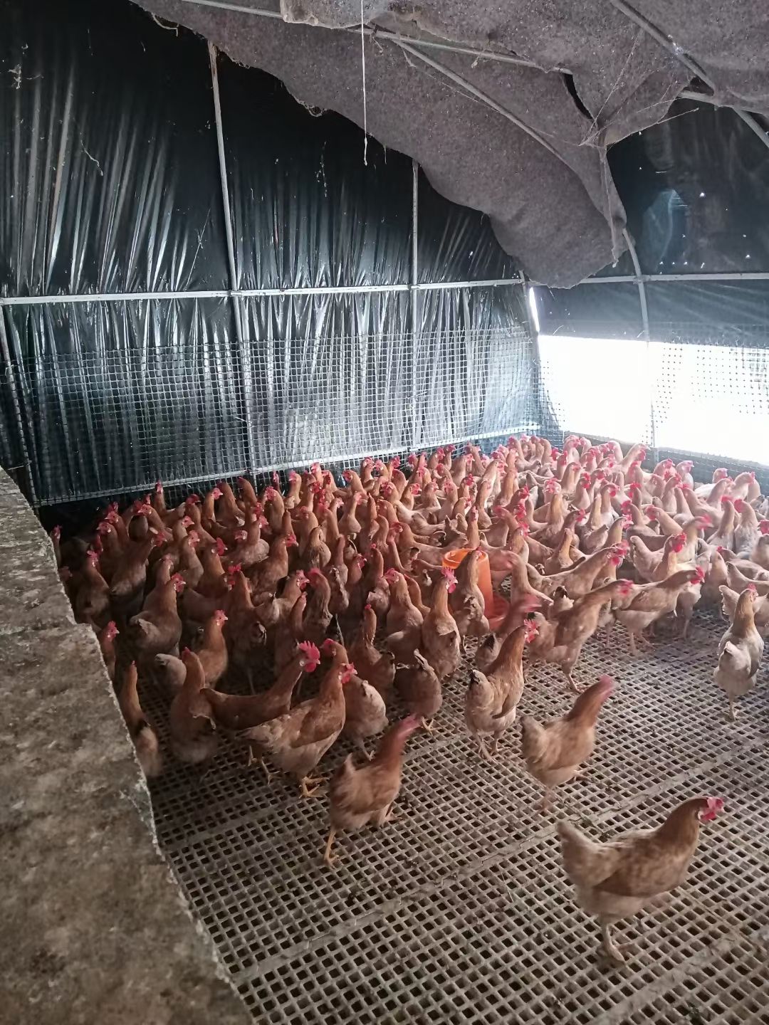 白耳三黄老母鸡