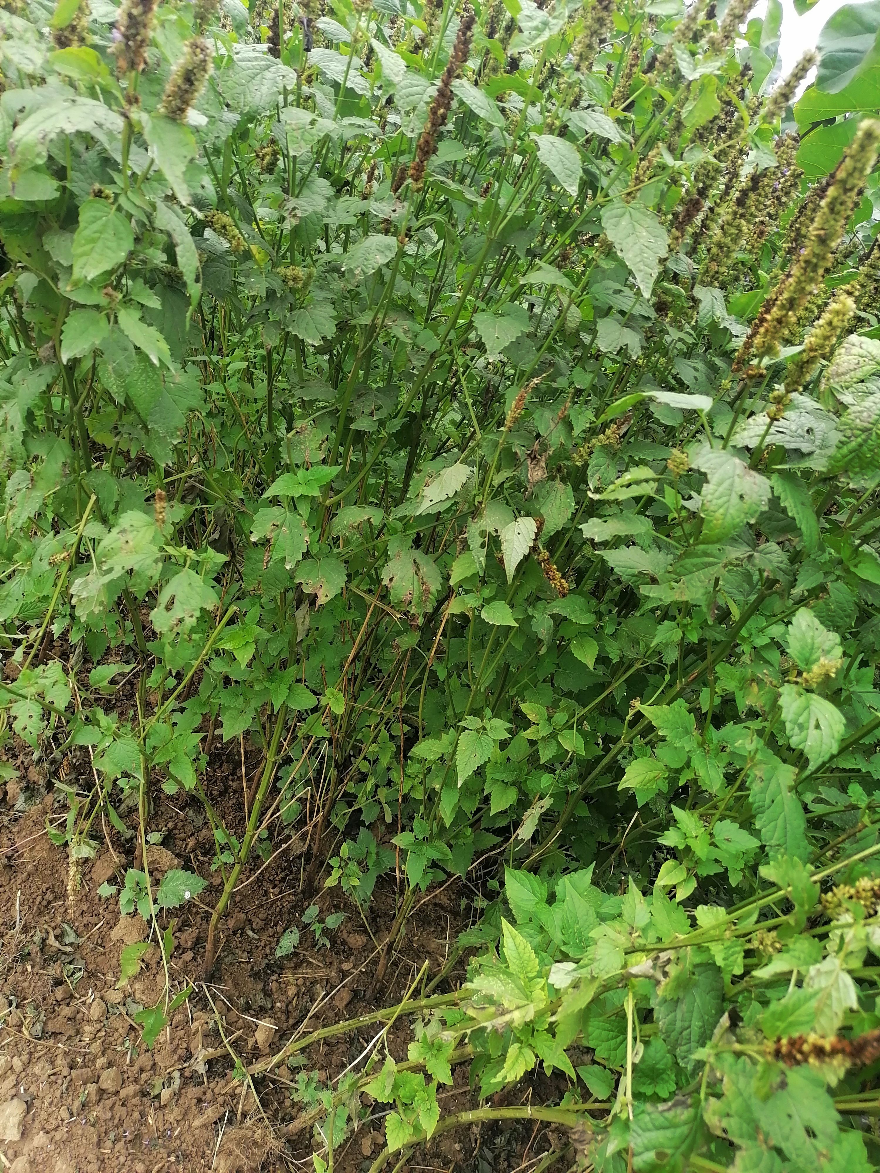  中药材 藿香 广藿香