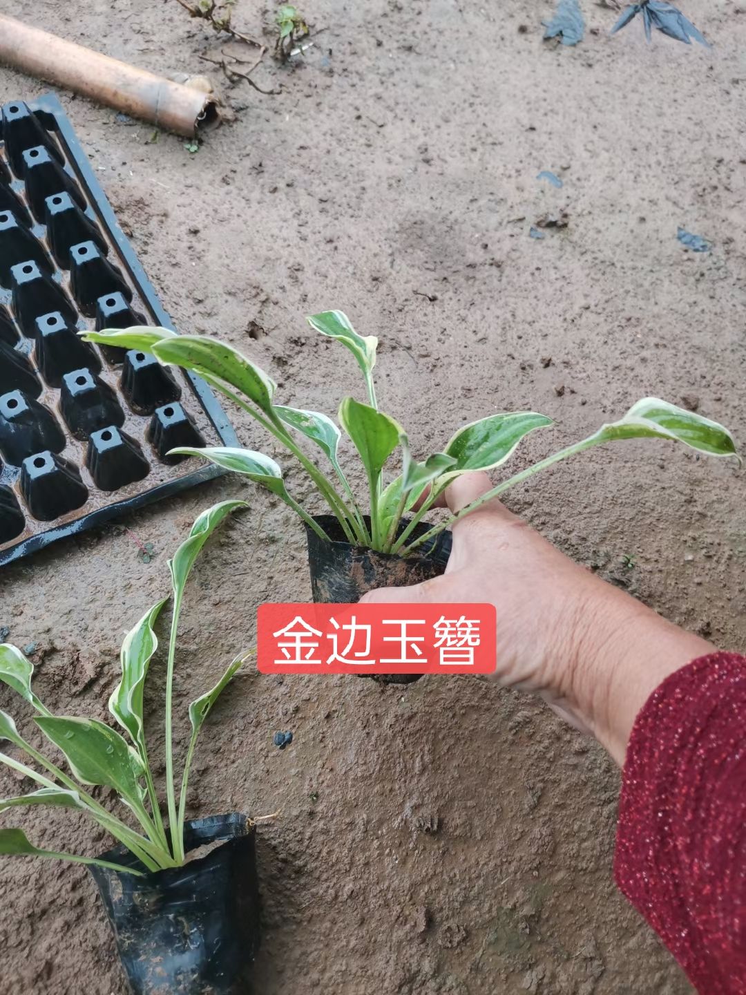 玉簪花  玉簪 基地大量批发玉簪