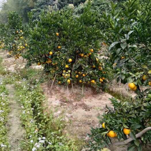 廉江市廉江正宗红橙