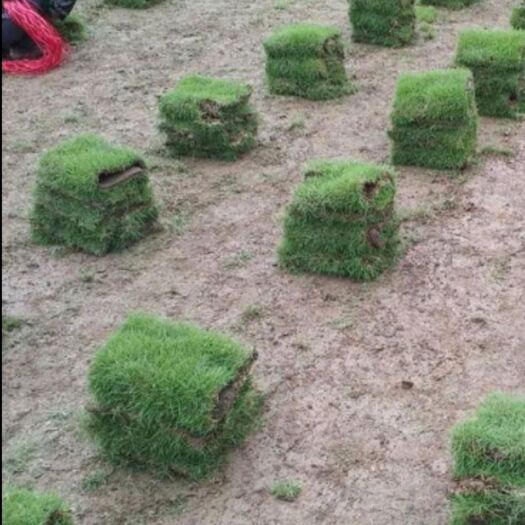 温州马尼拉草皮 草坪(马尼拉草坪)