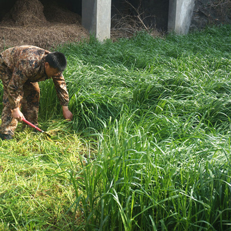 黑麦草宽叶牧草包邮