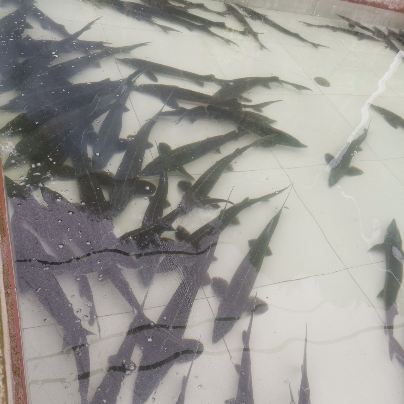 鲟龙鱼苗 鲟龙鱼