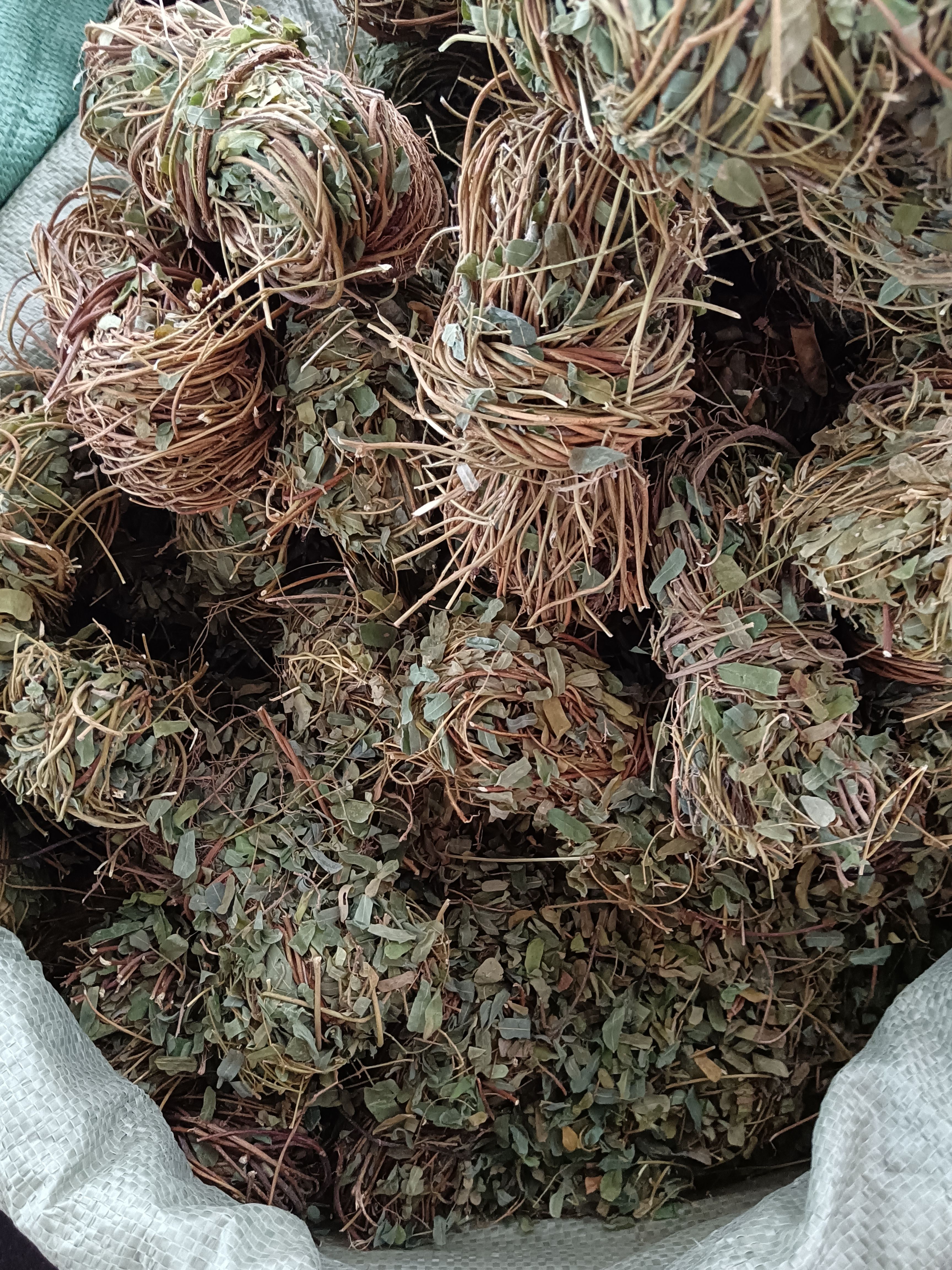 广西鸡骨草叶子草叶品鸡骨草
