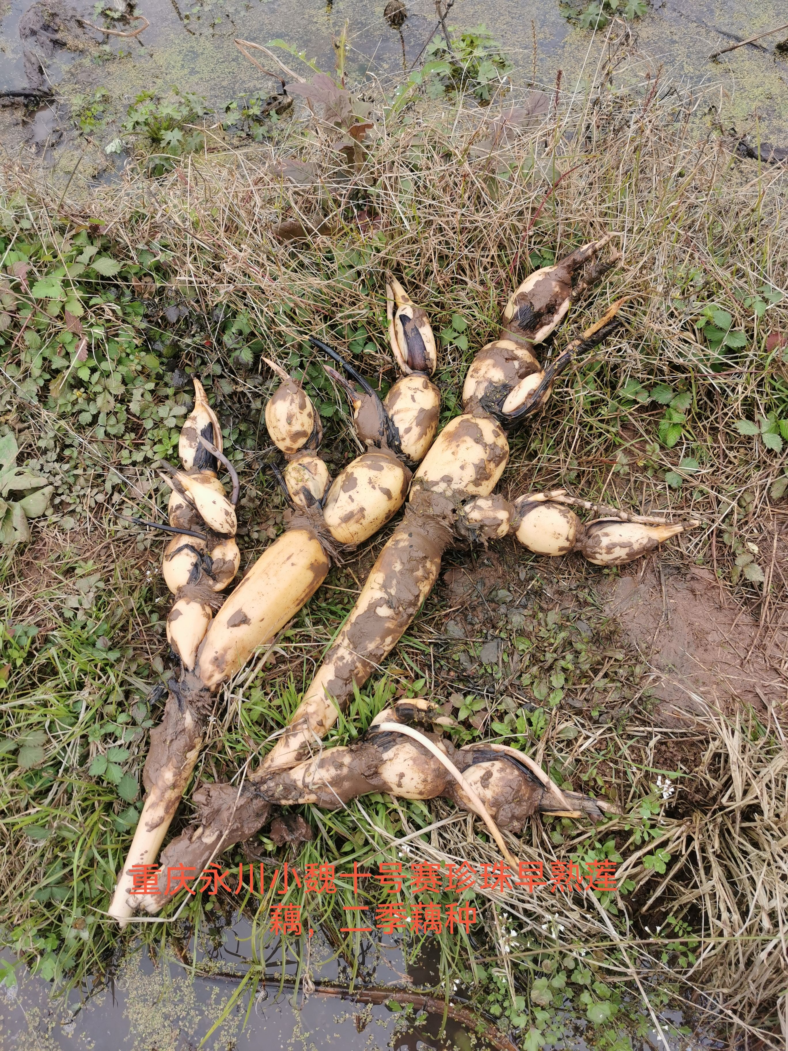 珍珠藕  十号赛珍珠早熟莲藕，二季藕种