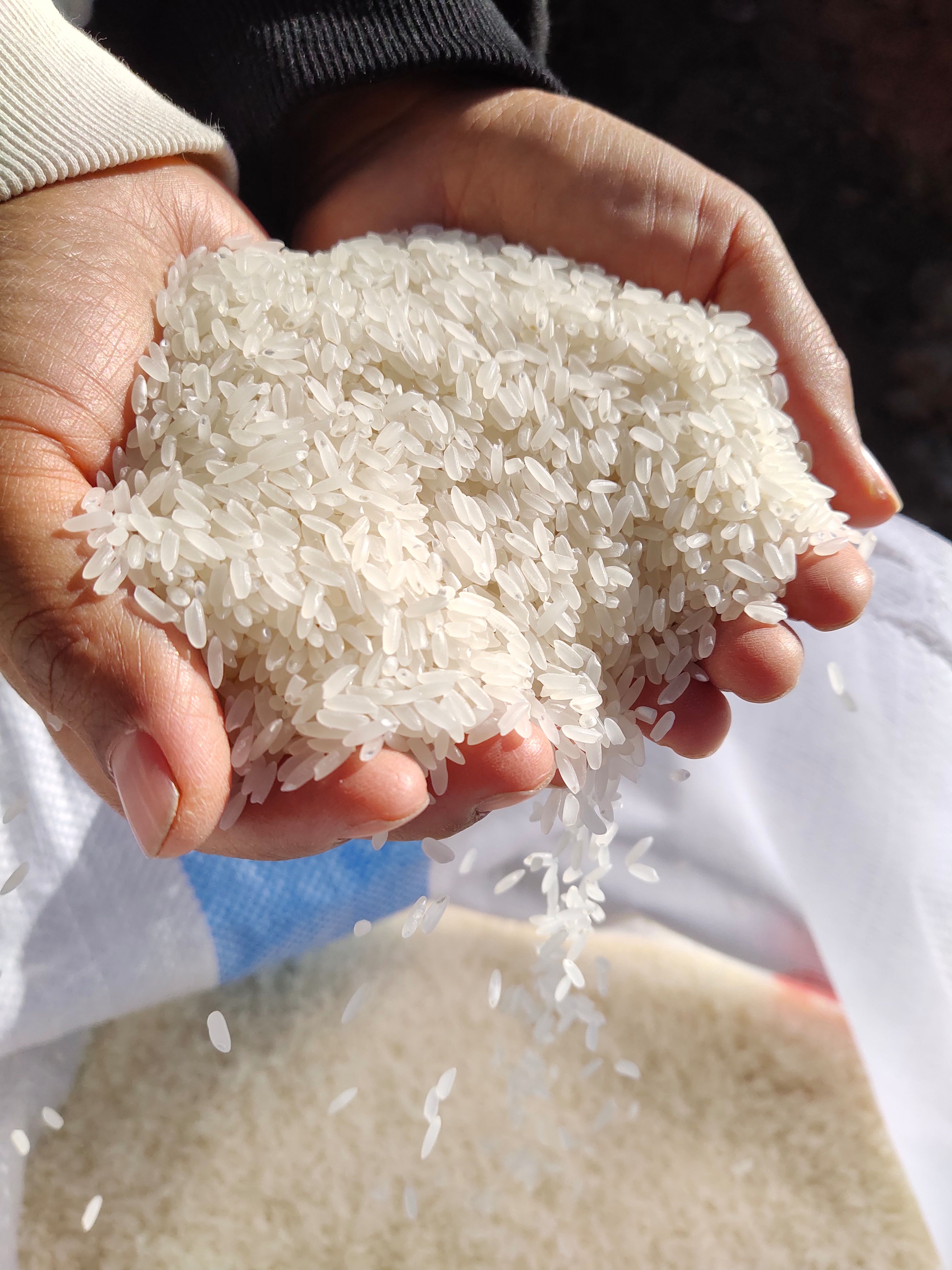 香米  2022年  东北大米 香软可口 原产地发货