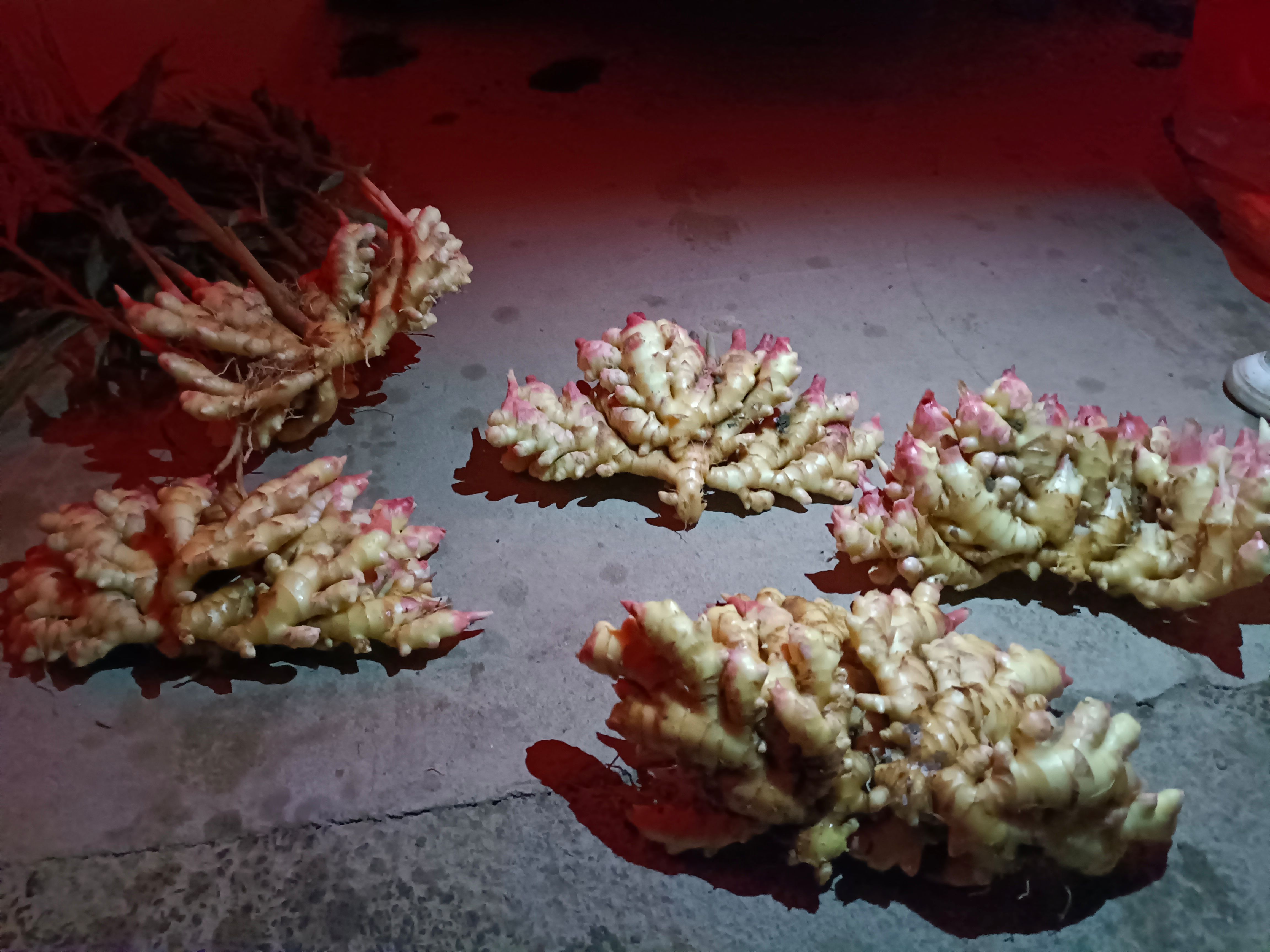  精选优质小黄姜，产地直销，【可代存】保质保量，货源充足