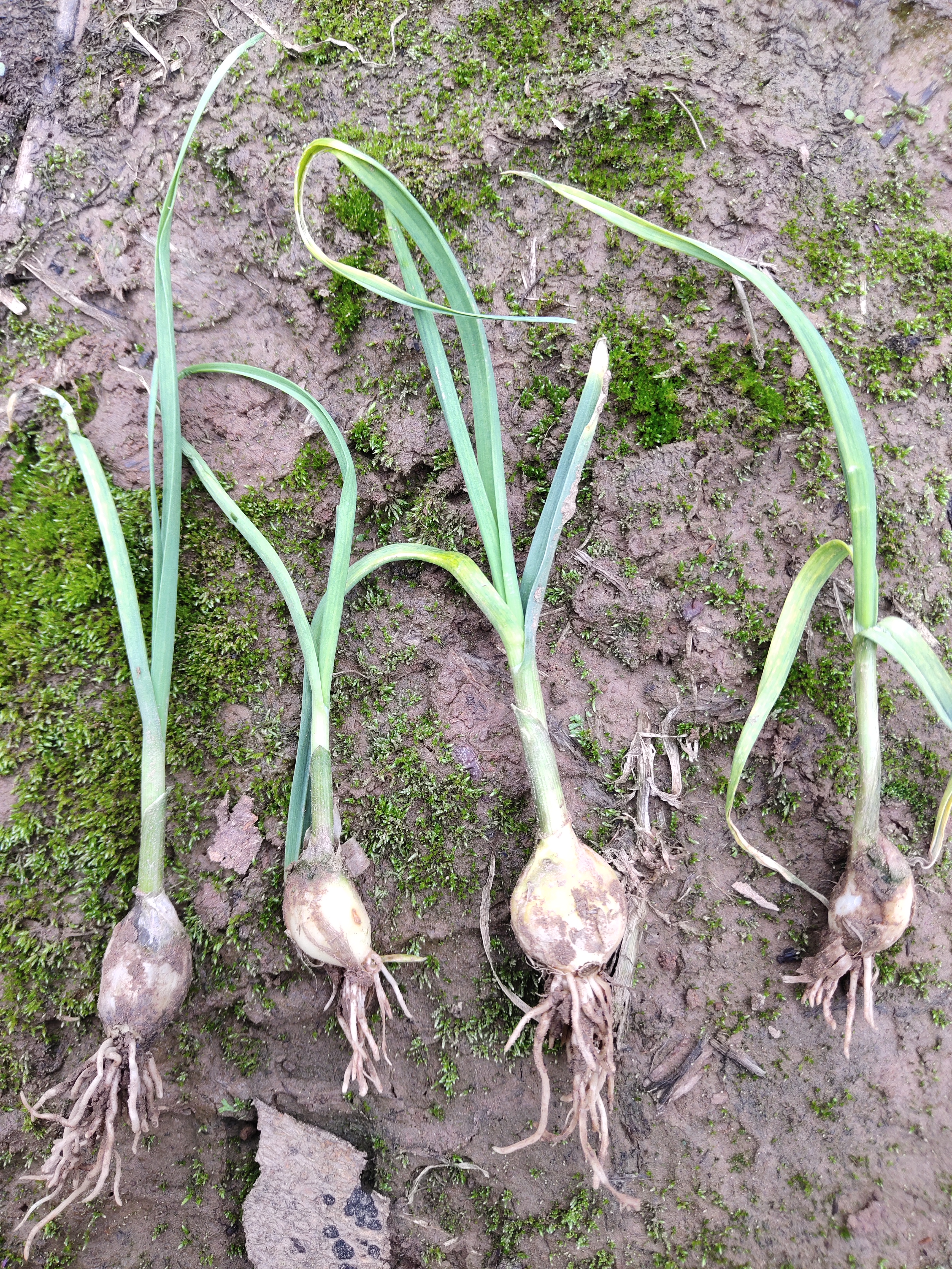 你好老师这蒜苗刚出土叶子就黄而且一直不长了请问老师这个是怎么回事