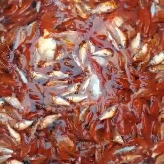 婺源县 红鲤鱼苗