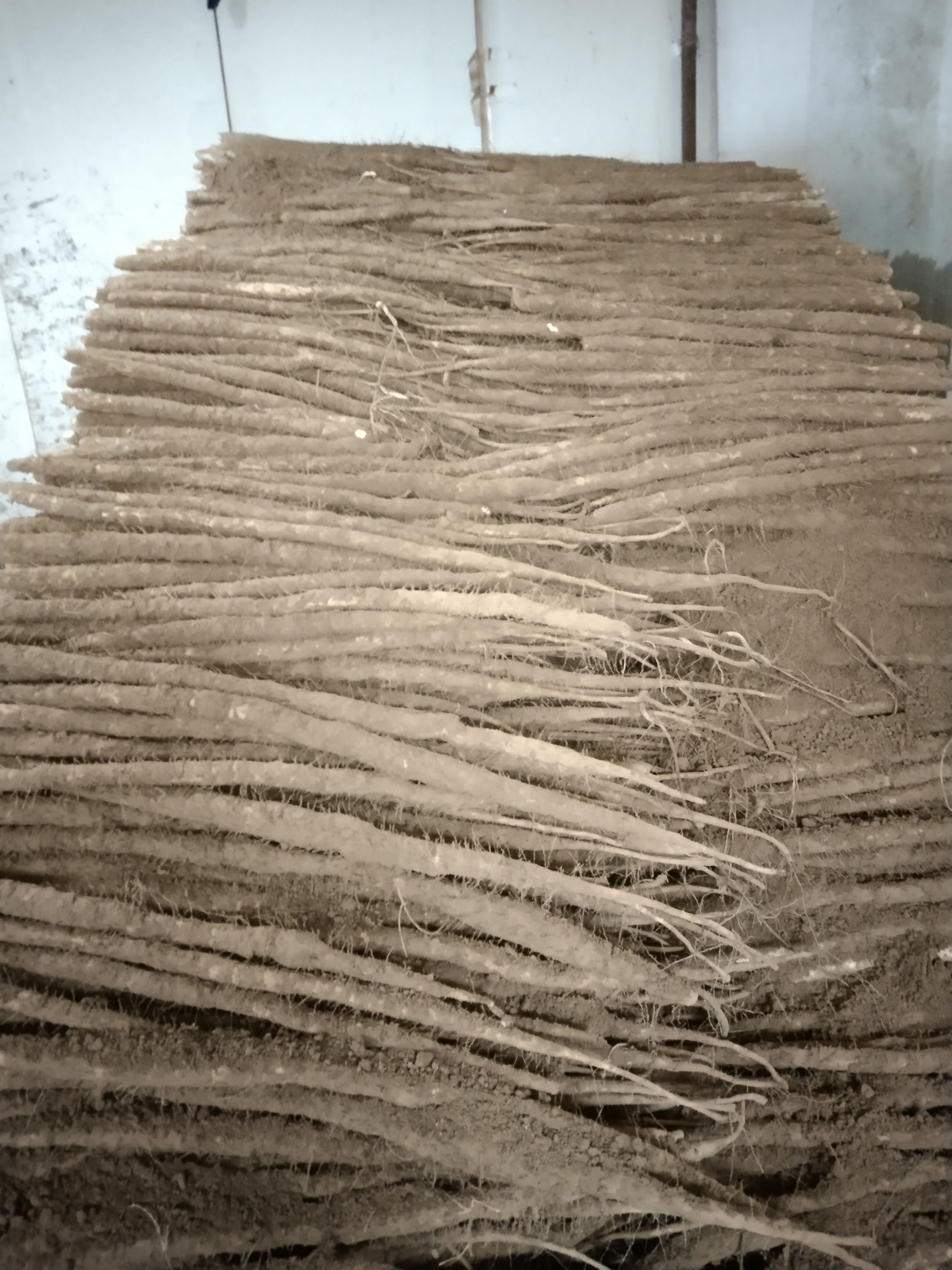 小白嘴山药精品小白嘴海量货源，大量供应。