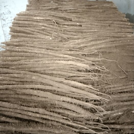 深州市小白嘴山药精品小白嘴海量货源，大量供应。
