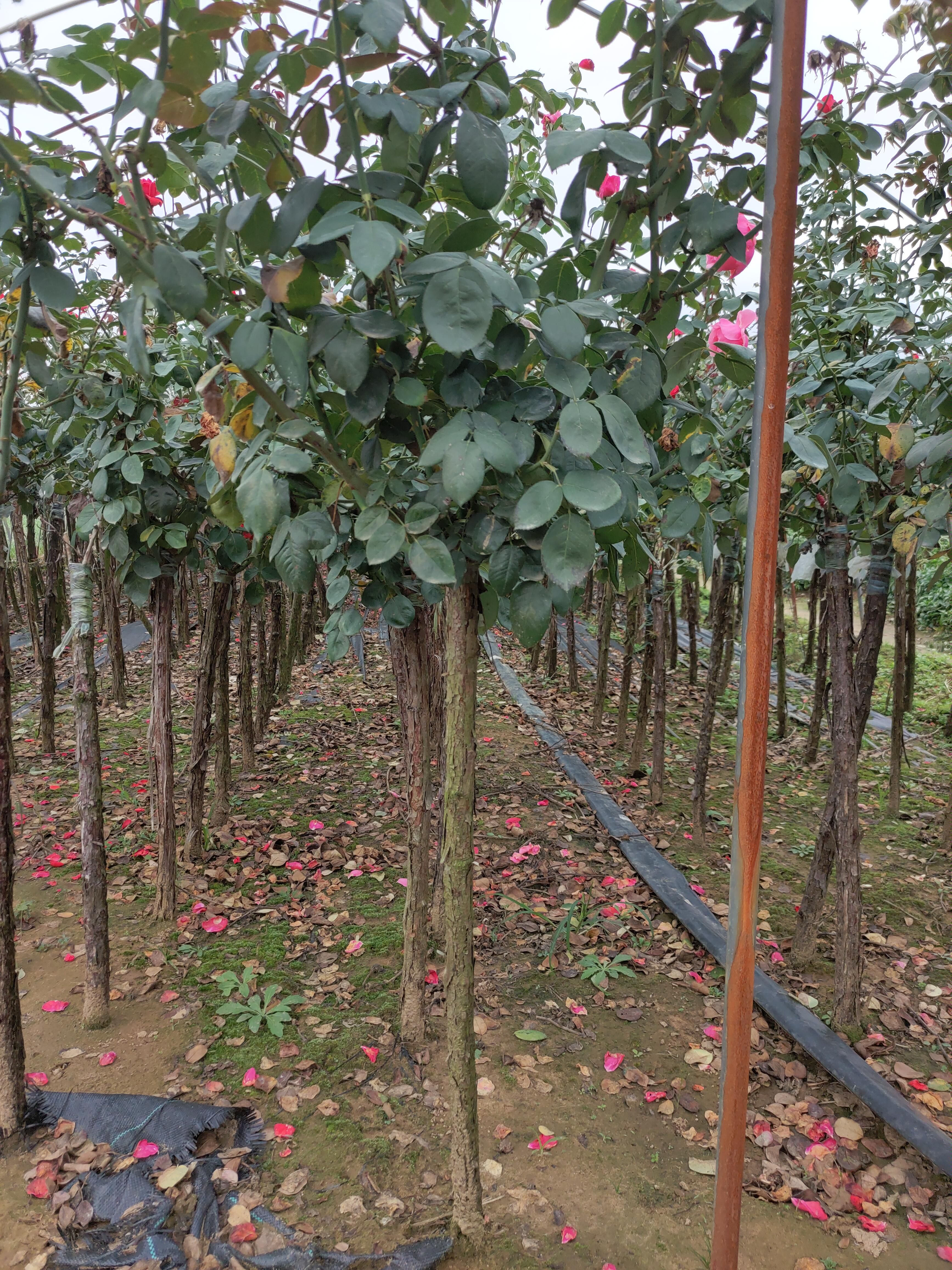  2cm月季树 树状月季精品红黄粉三色随机嫁接