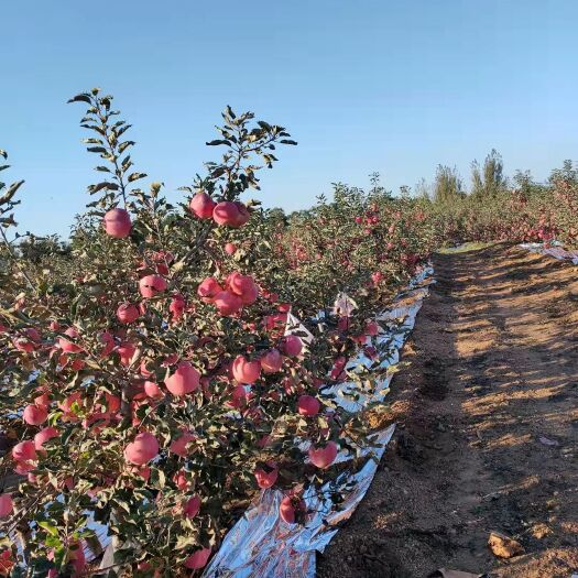 绥中县寒富苹果 绥中寒富好货