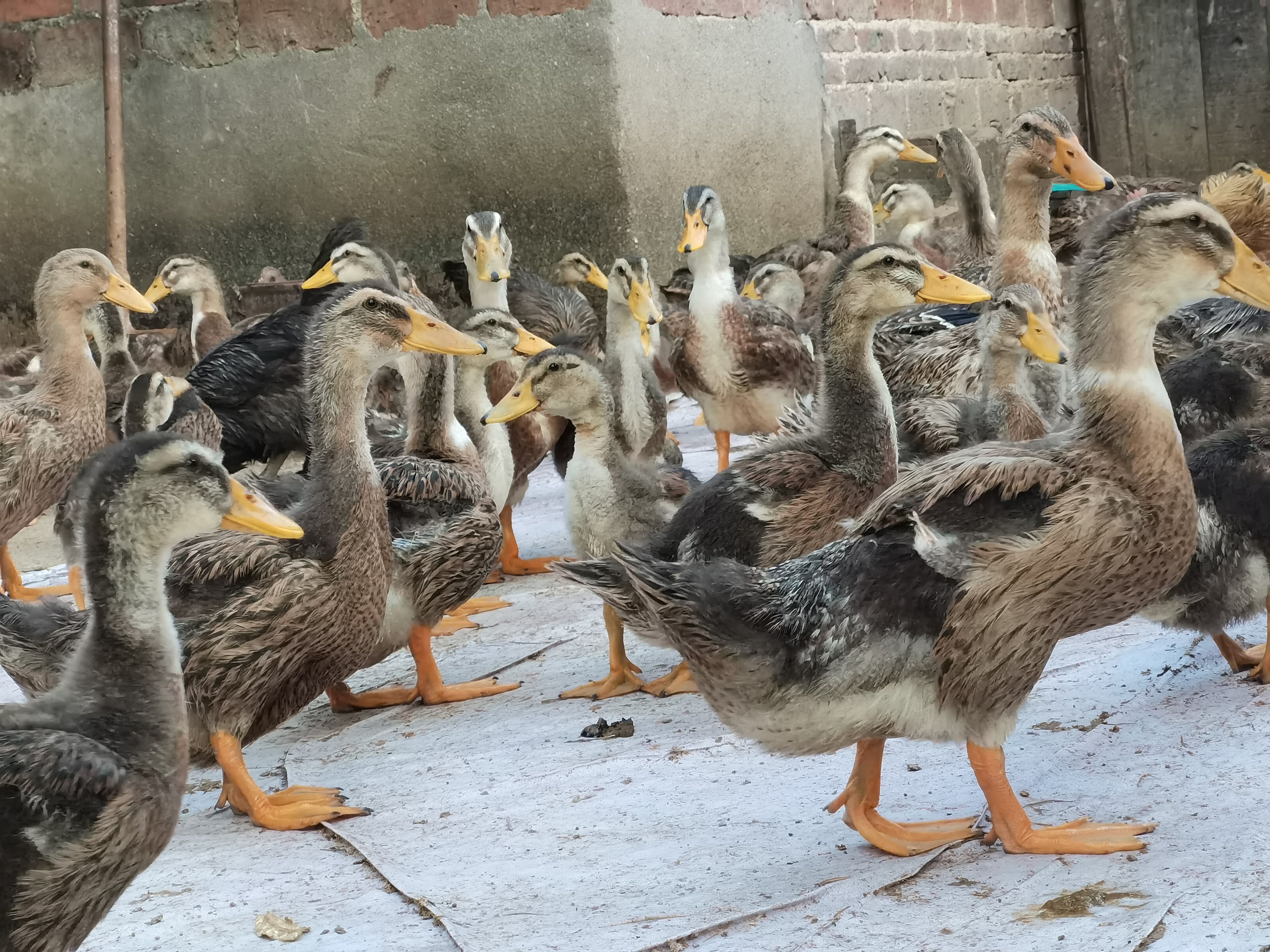 坚决做诚信的土鸭