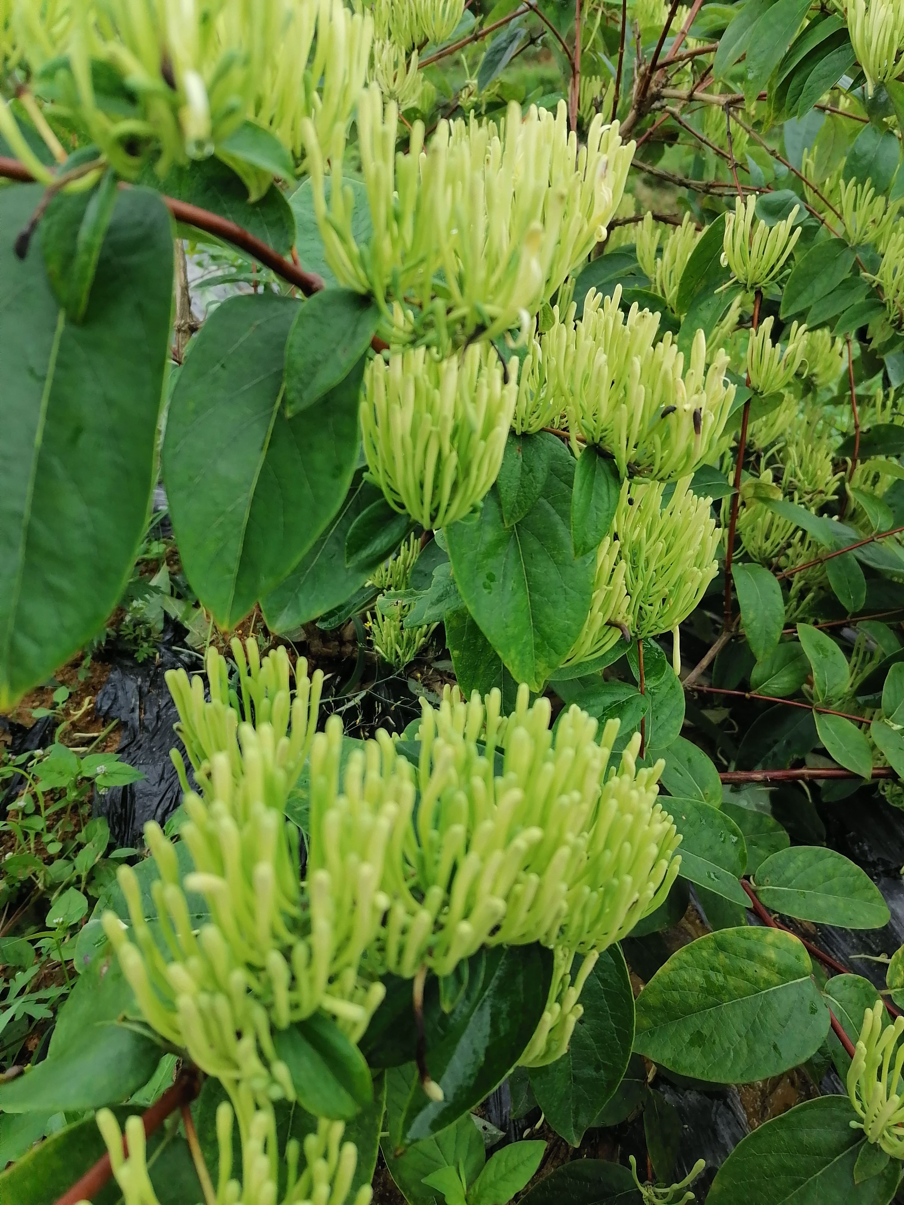 湘蕾5号金银花苗，原产地批发无中间商，现挖现发