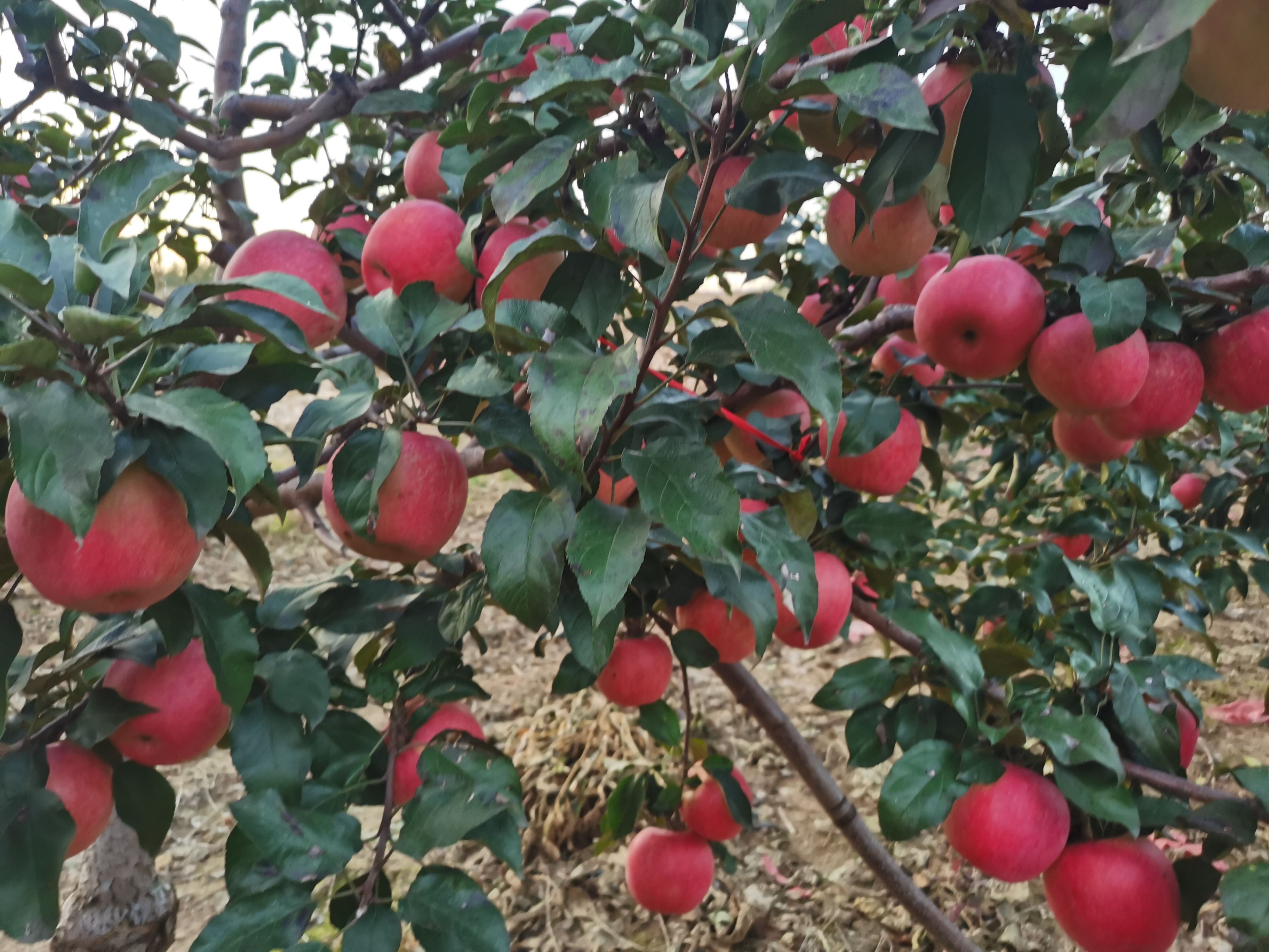 新民市新农乡二十万斤寒富苹果出售，山坡种植，口感好，糖分高