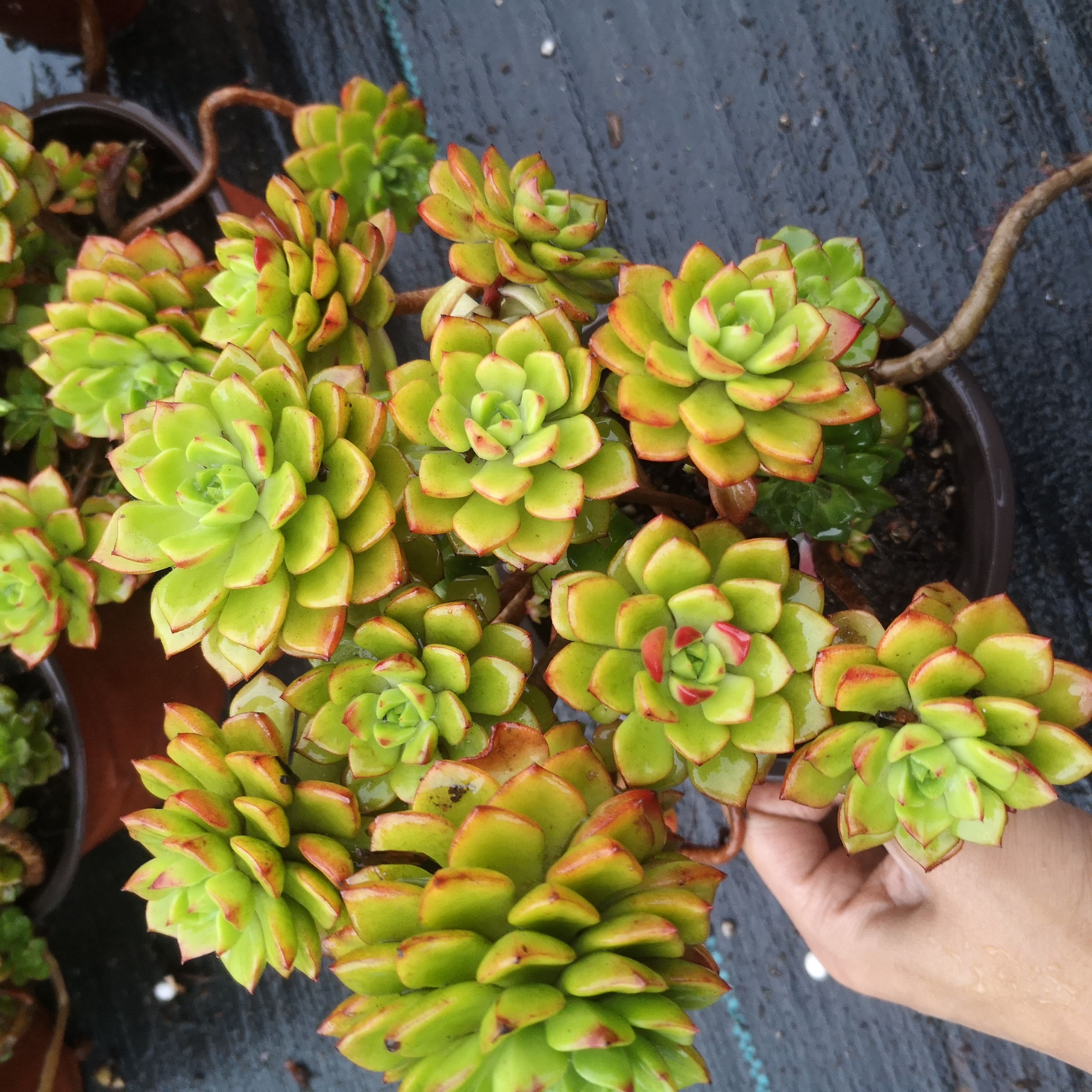  昆明基地直销，老桩整桩火焰蒂亚多肉