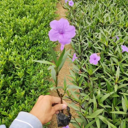 漳州翠芦莉盆栽  紫花翠芦莉 粉花翠芦莉 福建漳州苗木基地