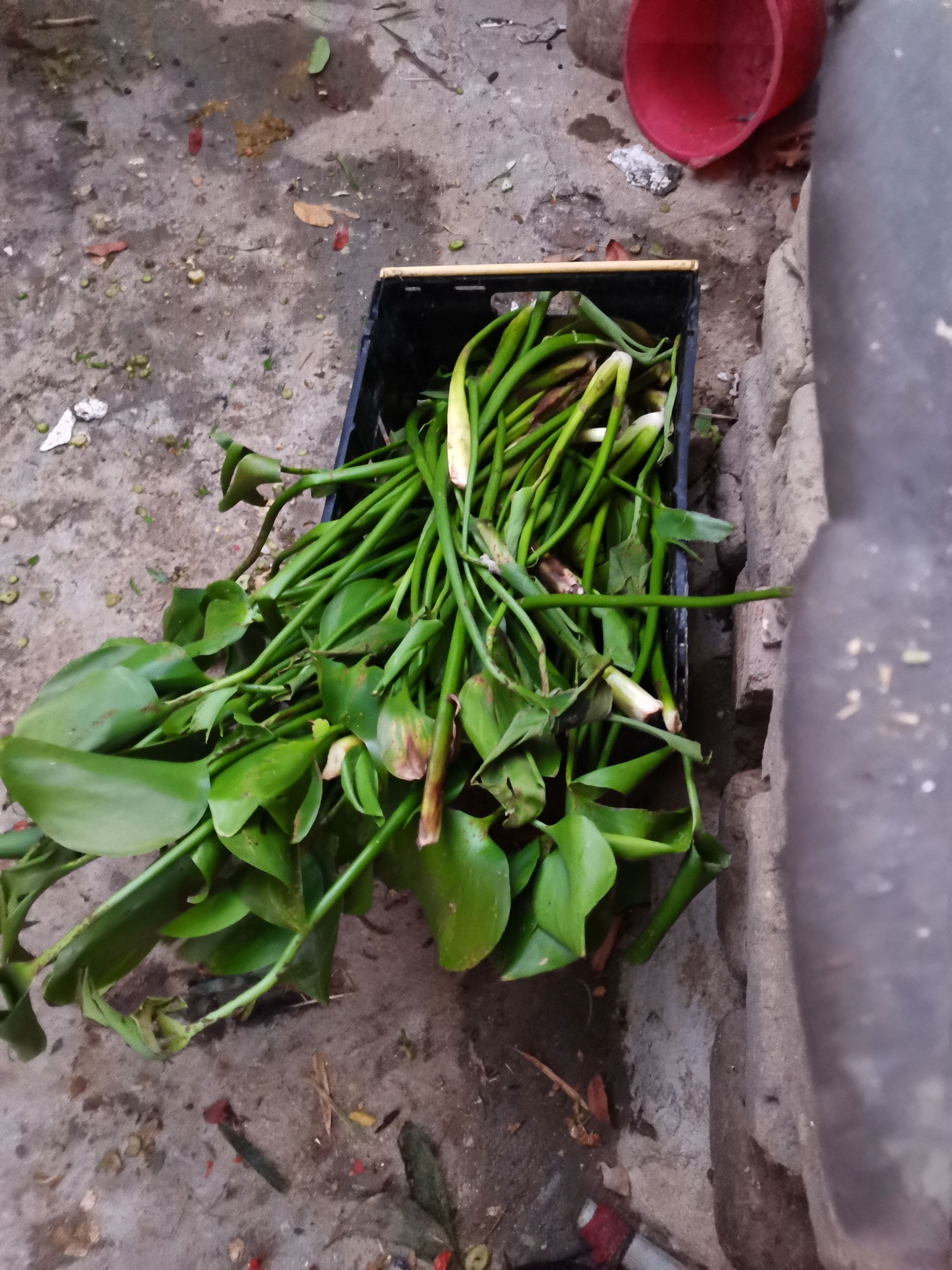 坚决做诚信的土鸭