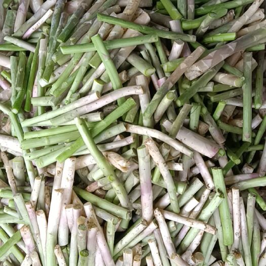 周口 白芦笋根和绿芦笋根