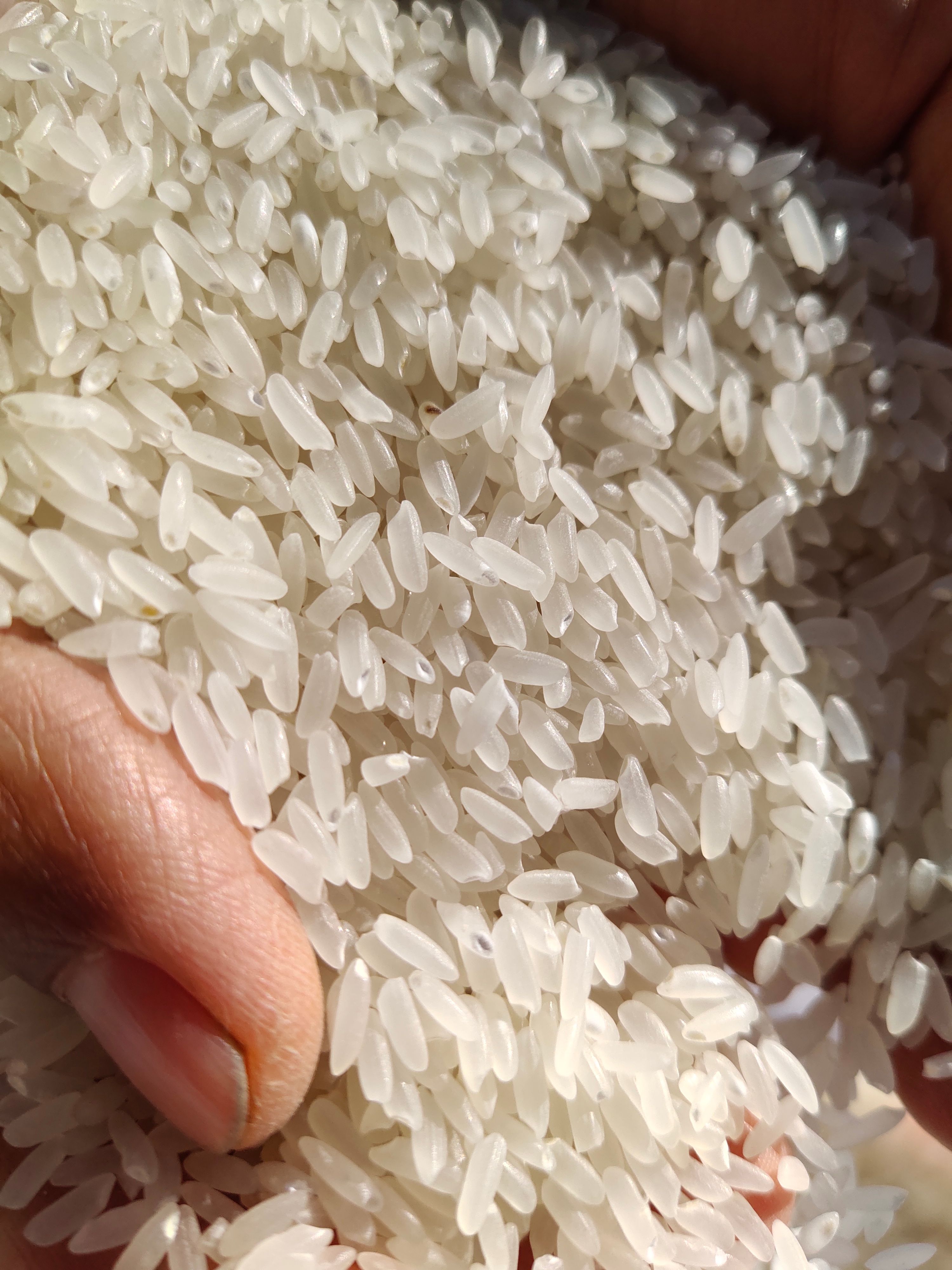 香米  2022年  东北大米 香软可口 原产地发货