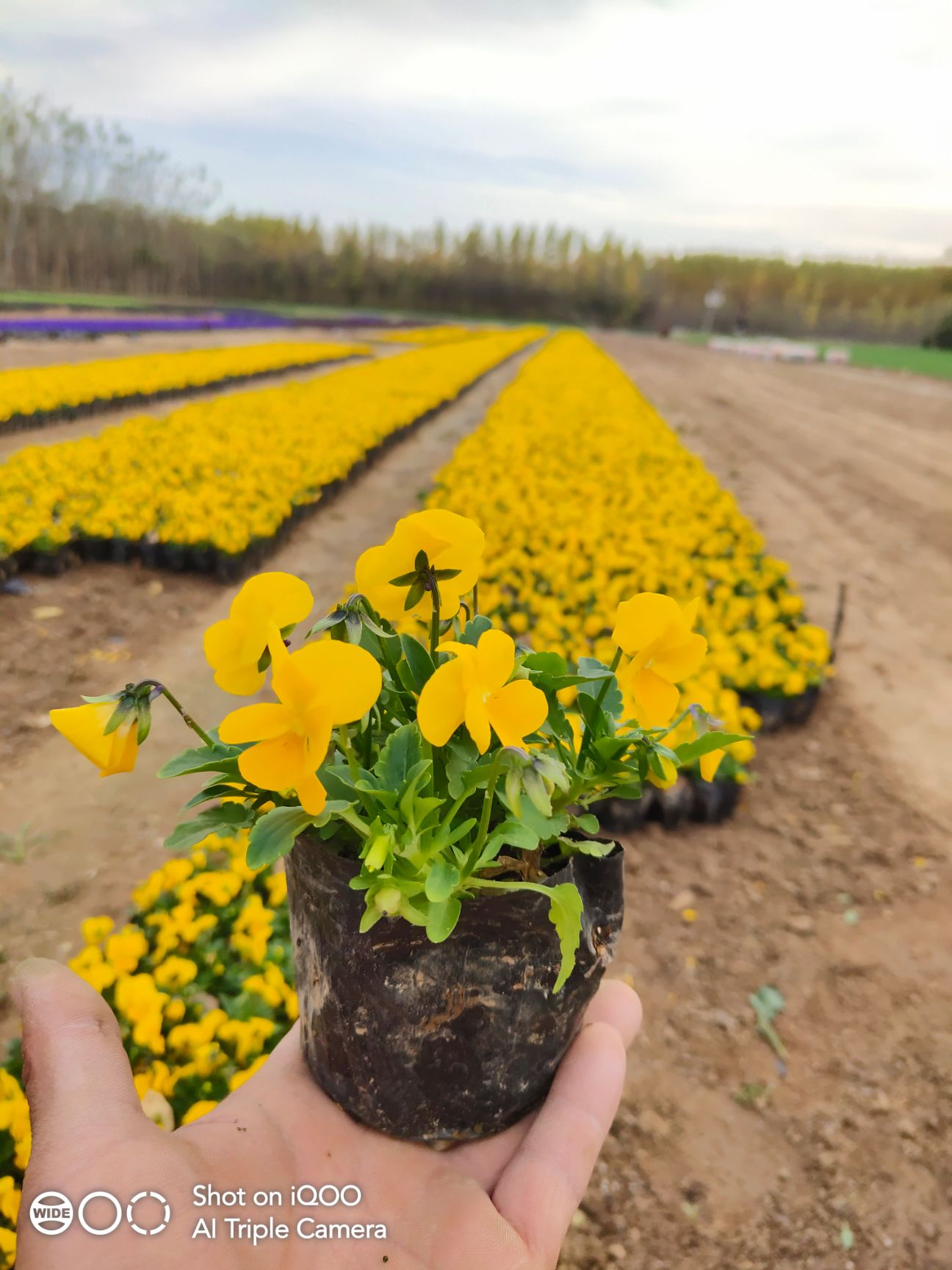 角堇 耐寒 花期长