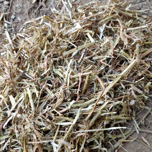 正阳县花生秧 牛 羊 马