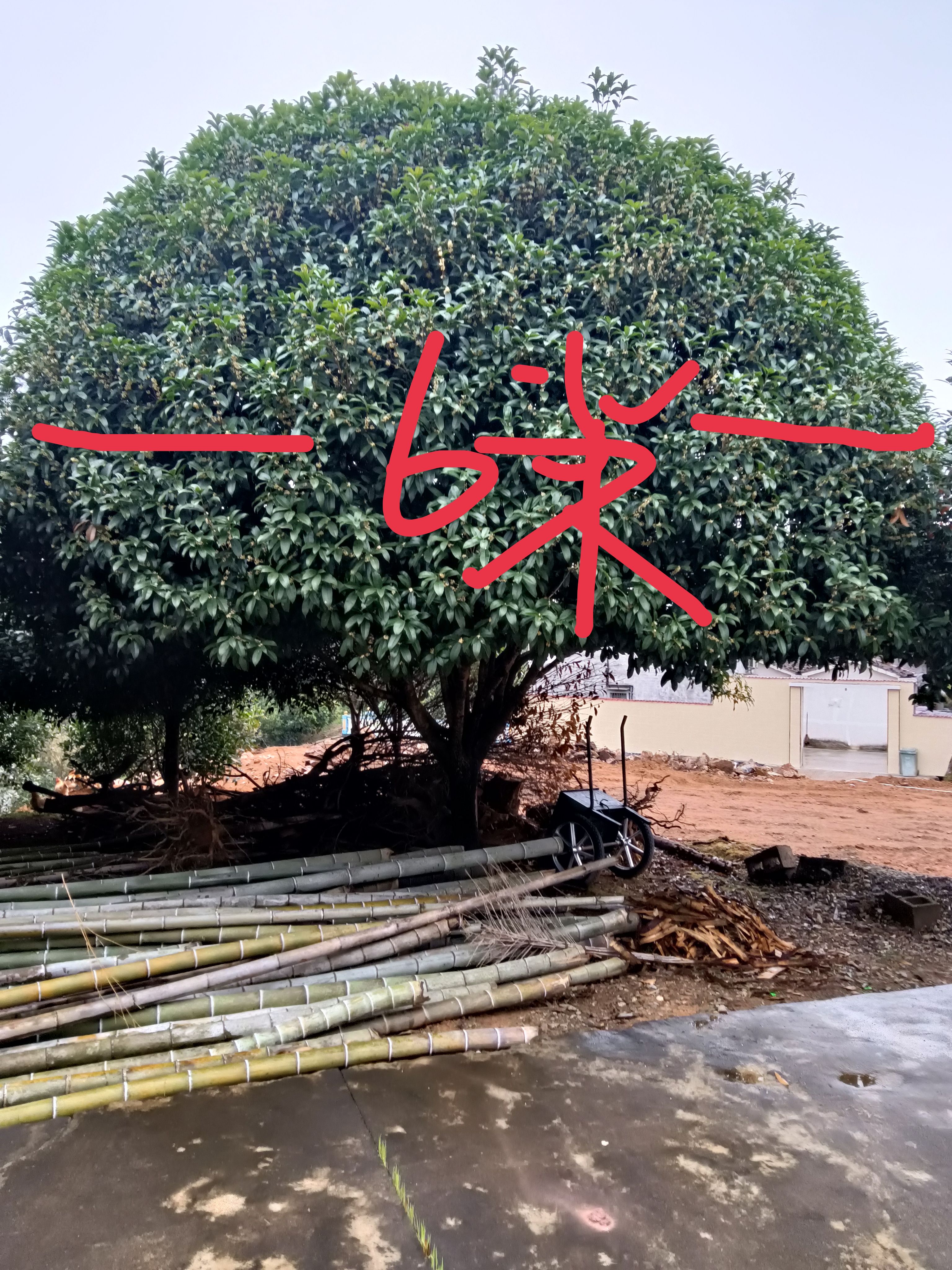 八月桂  精品婑分枝大桂花低价甩了