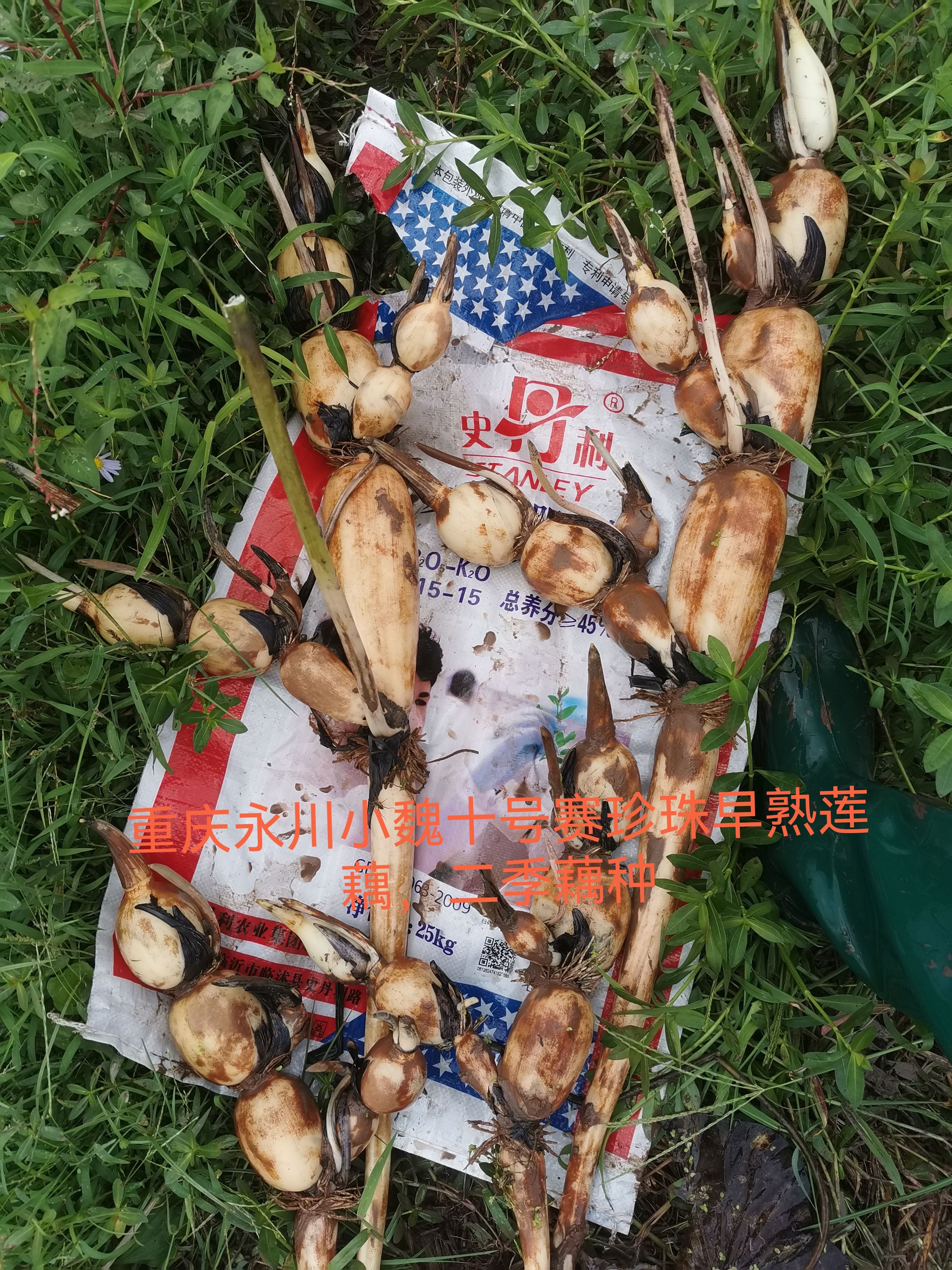 珍珠藕  十号赛珍珠早熟莲藕，二季藕种