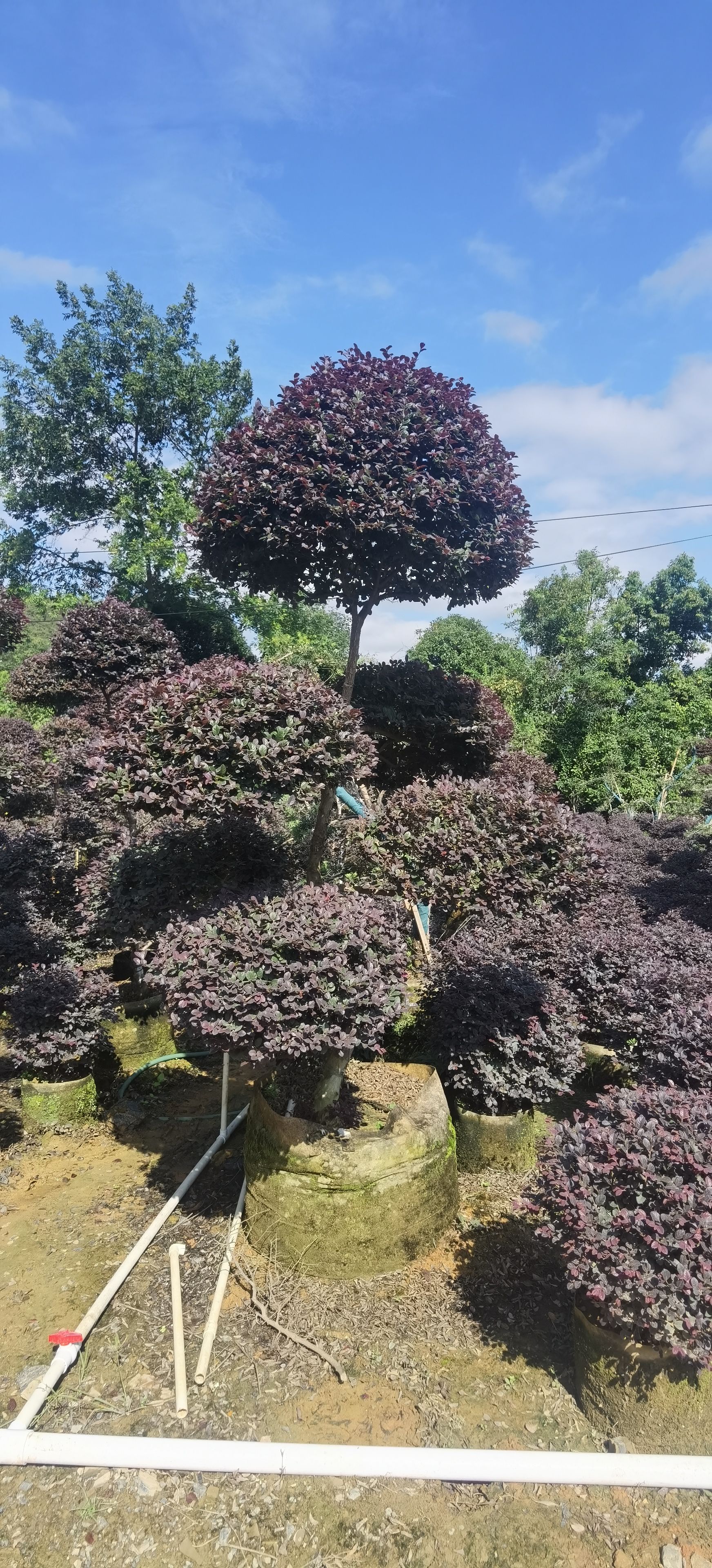 黑珍珠红继木  原生造型红继木，大量供应