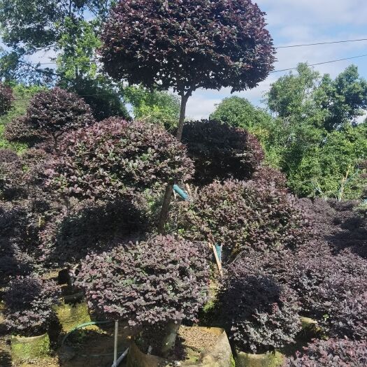 桂林黑珍珠红继木  原生造型红继木，大量供应