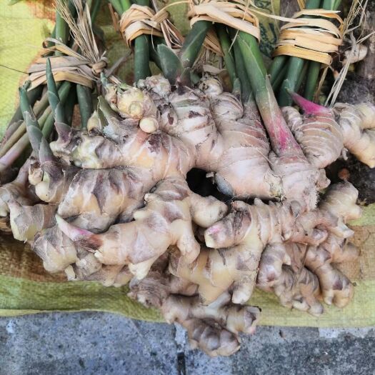 安远县老姜 姜莱农产品专业合作社出品 当地特有品种小土姜 霸道辣