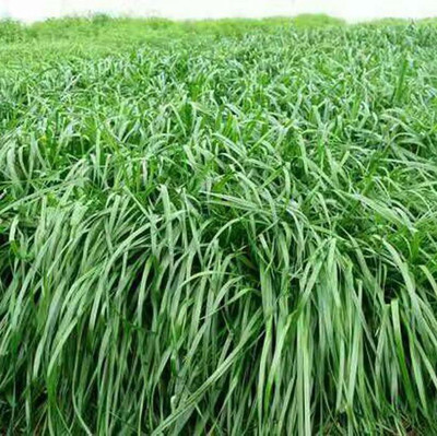 黑麦草宽叶牧草包邮