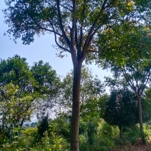 临澧县黄山栾树  栾树