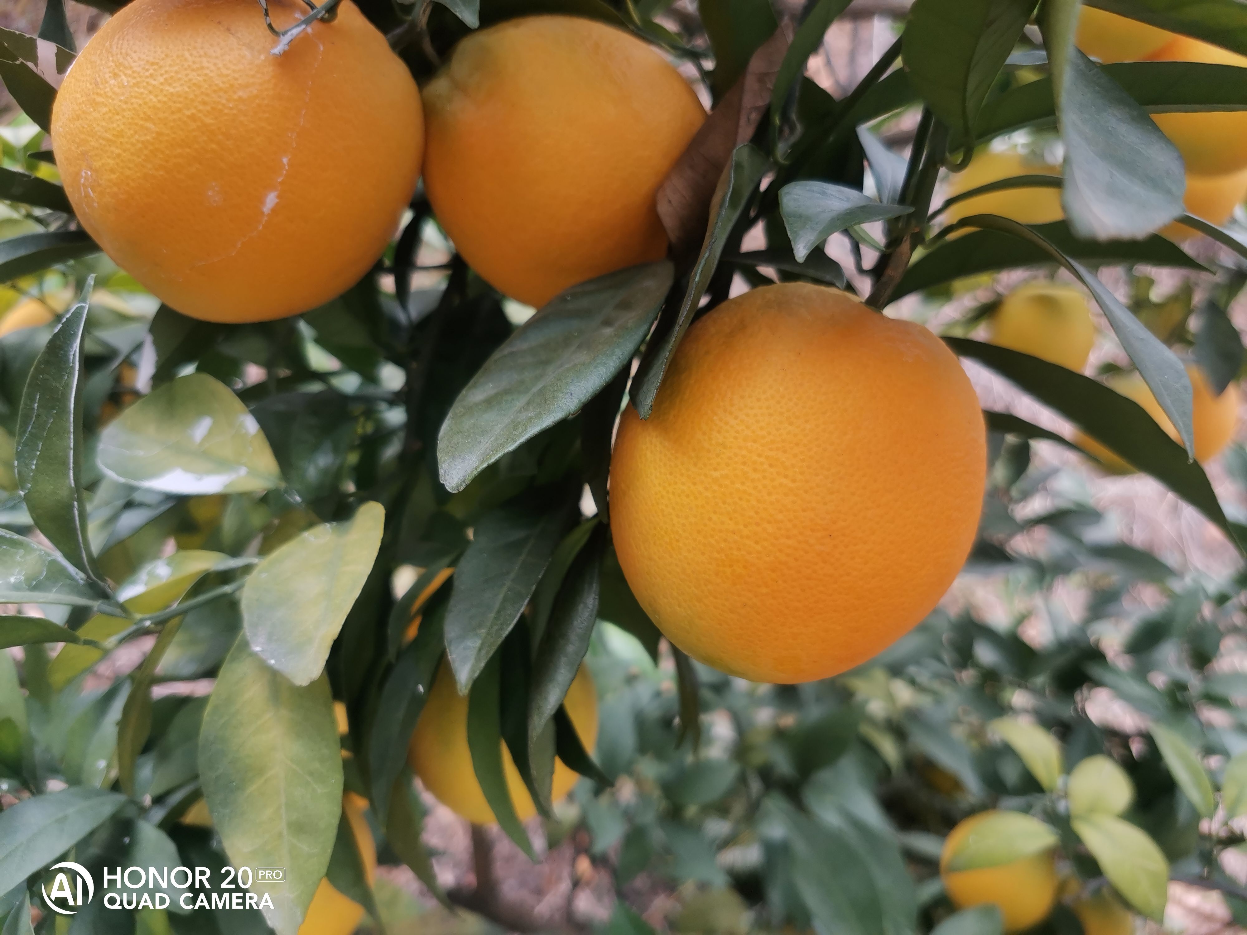 赣南脐橙98一箱二十斤包邮