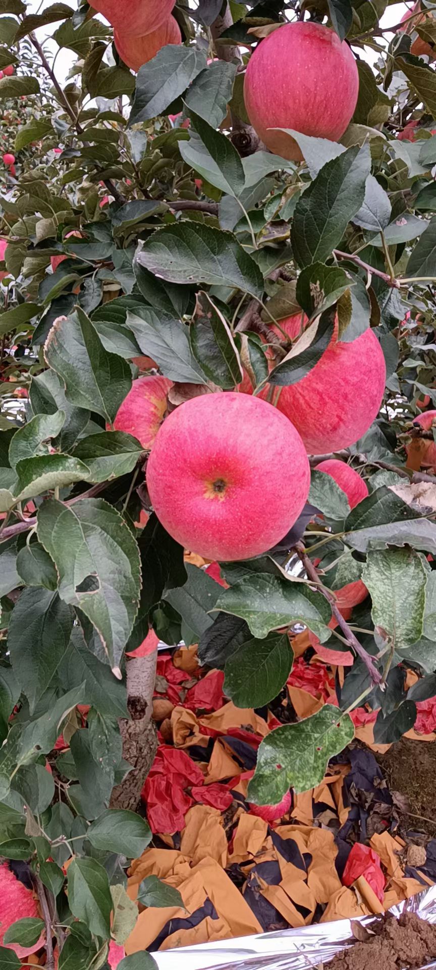 寒富苹果 全红寒富