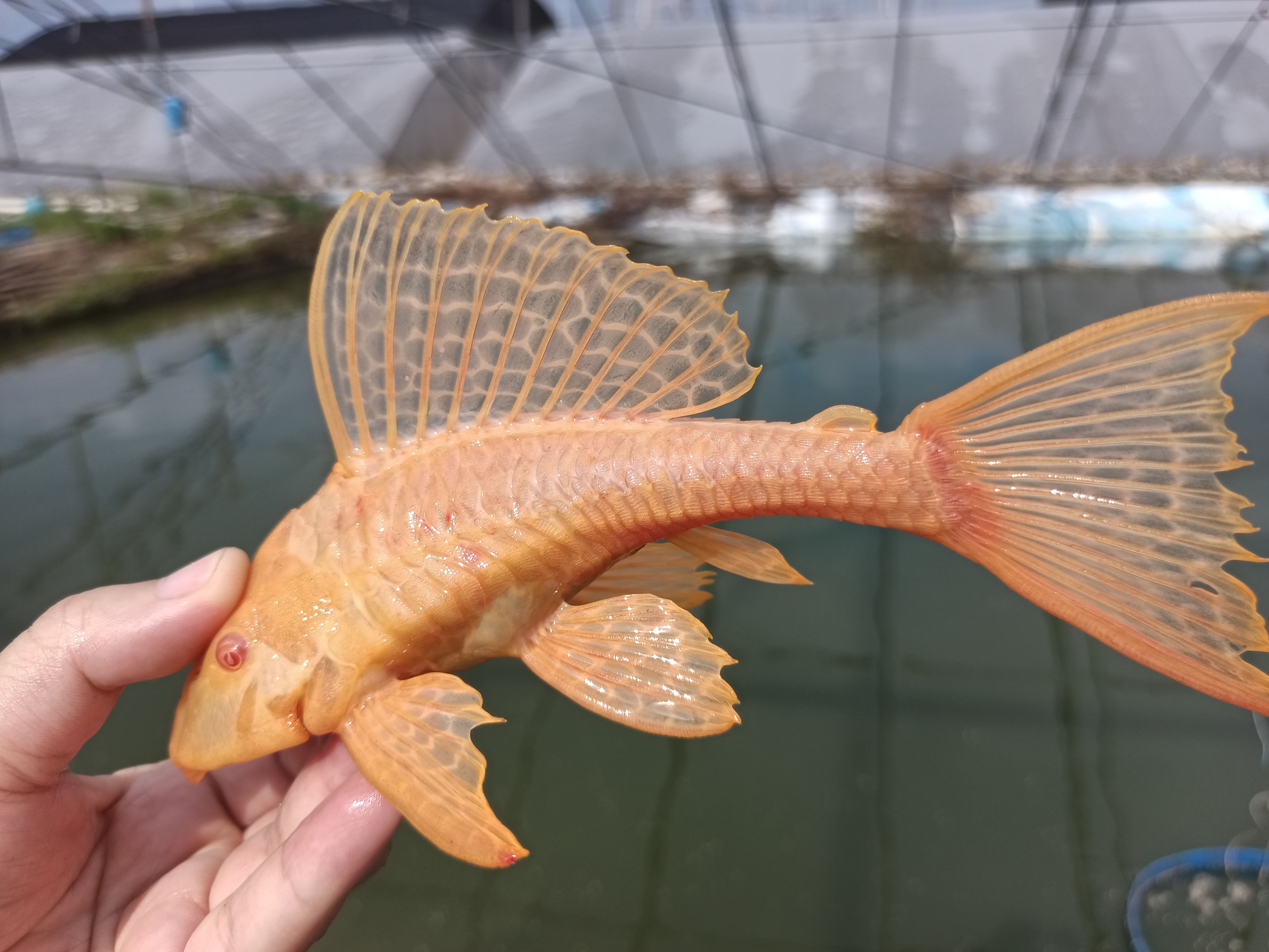 清道夫 红眼大帆女皇，尺寸：10-15CM   广东省内100尾起批