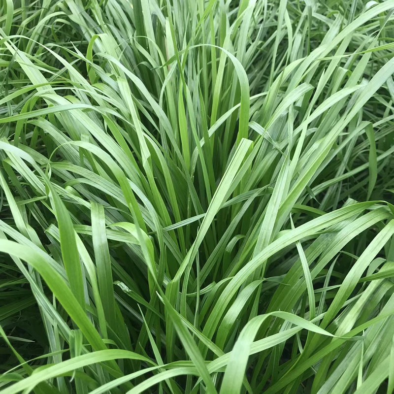 黑麦草宽叶牧草包邮