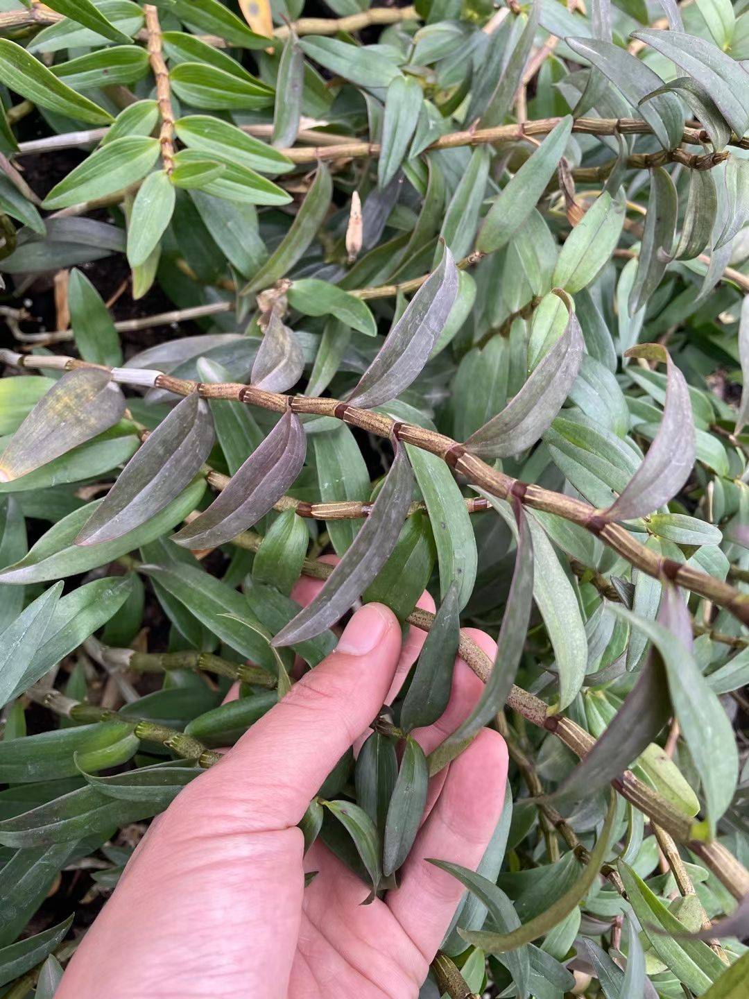 铁皮石斛盆栽  带木桩栽好盆栽铁皮石斛苗 霍山铁皮石斛苗种源