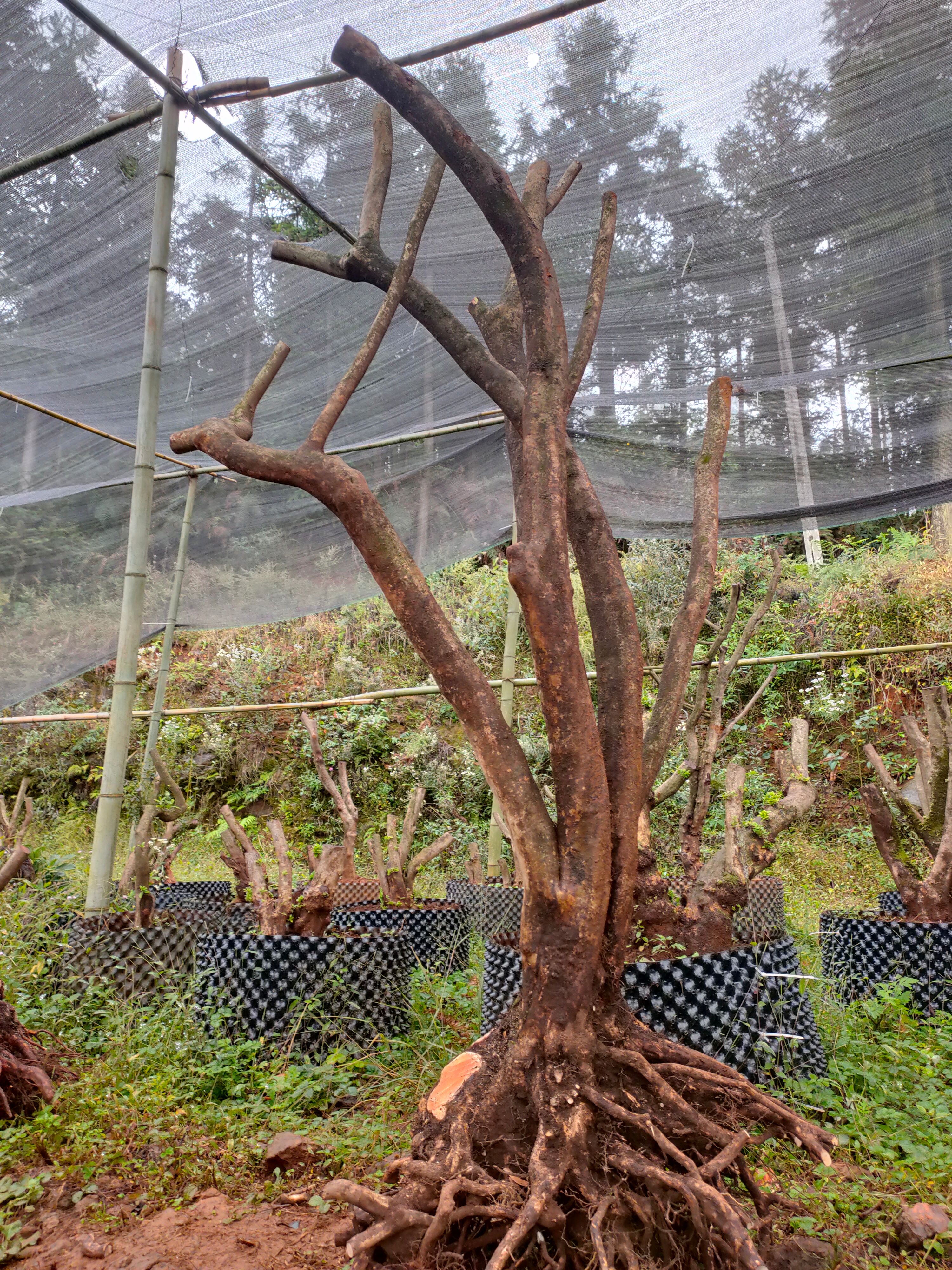 高山杜鹃 3~3.5米 20公分以上 18~20公分 1米以下 裸根发货 