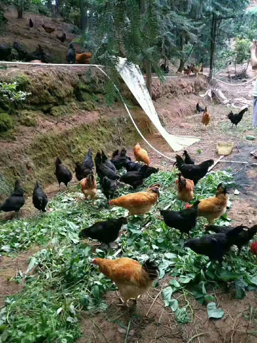 正宗绿壳乌鸡蛋