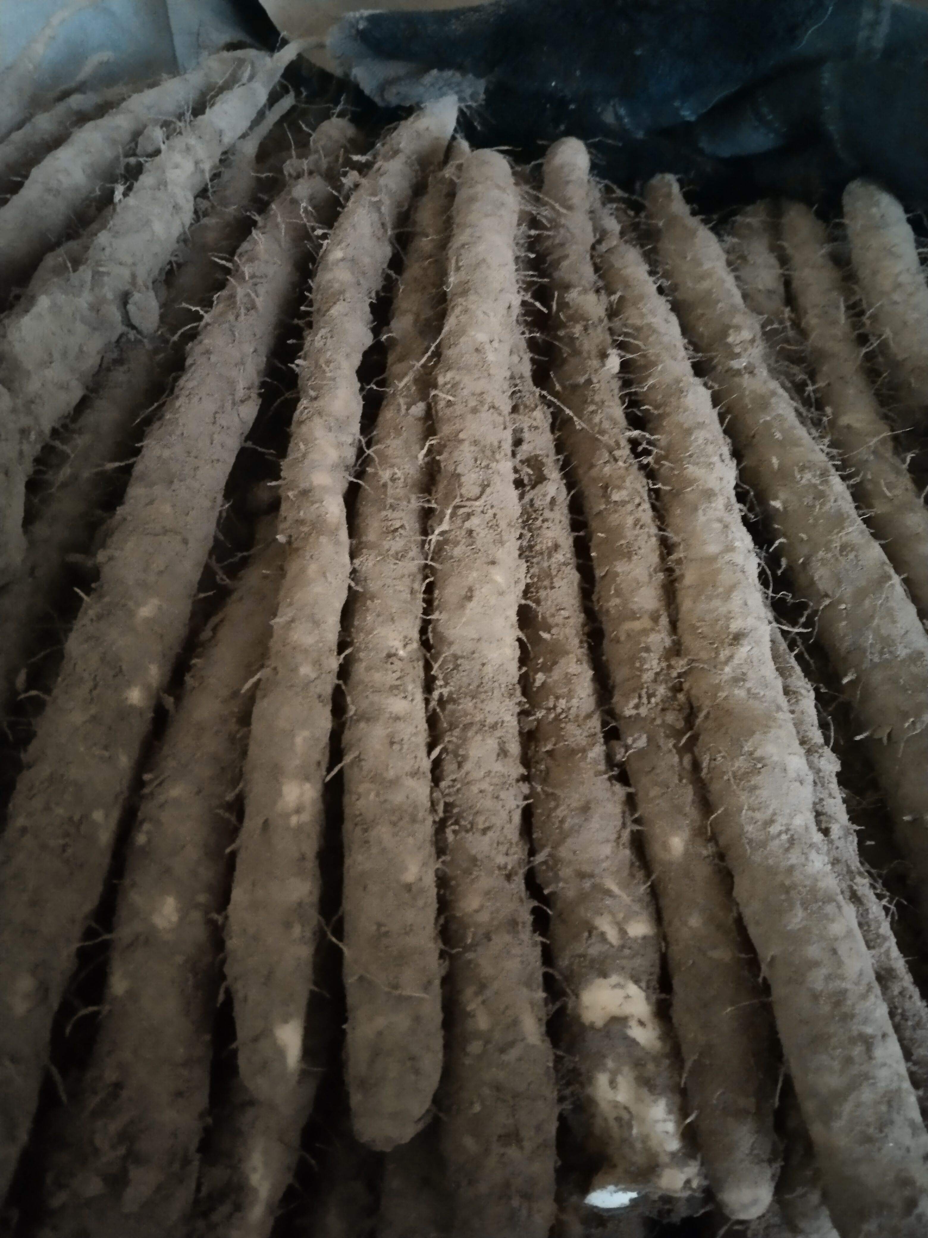 小白嘴山药精品小白嘴海量货源，大量供应。