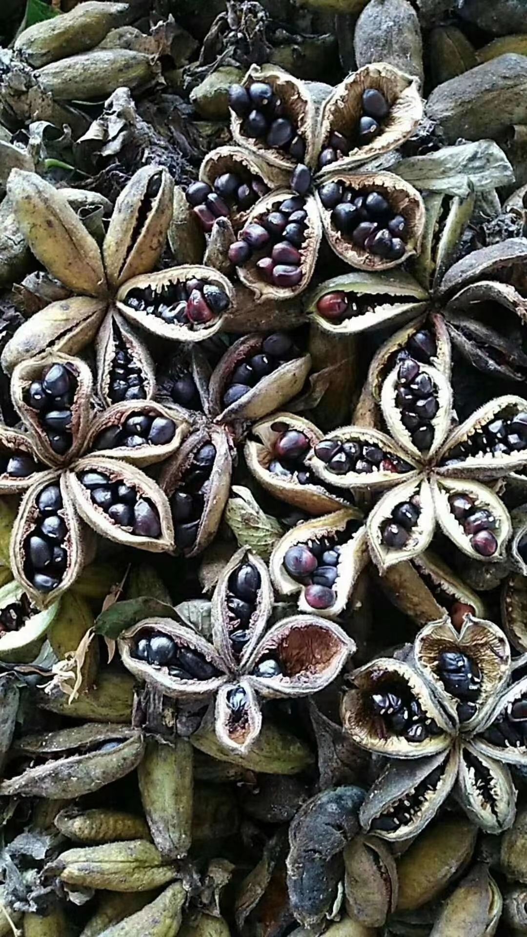 赤芍种苗  赤芍种子，纯新育苗种子，基地直销，欢迎咨询订购