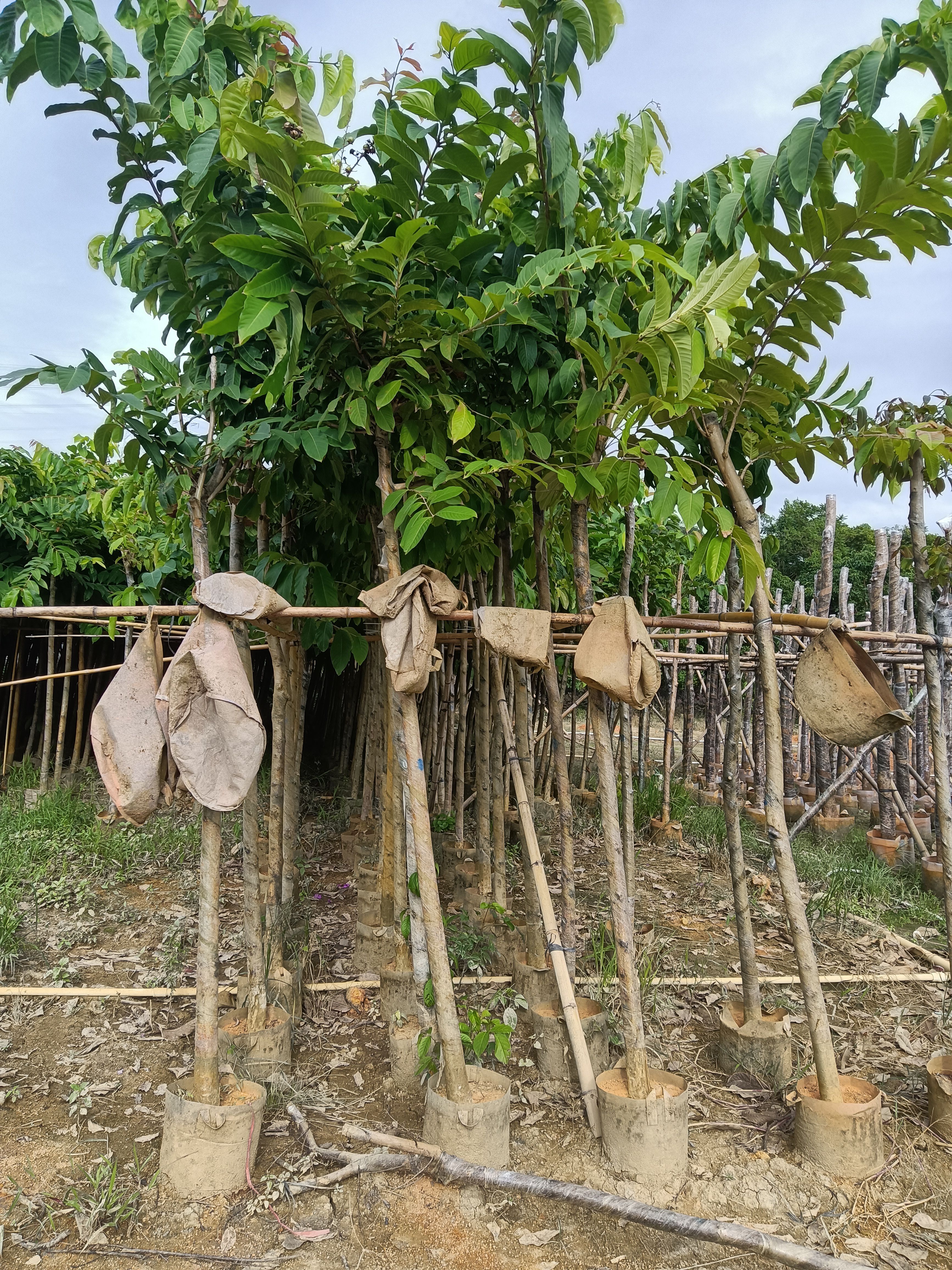 大花紫薇  大叶紫薇