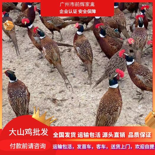 广州批发商品七彩山鸡，成年大山鸡30只起发，买来直接可吃可卖