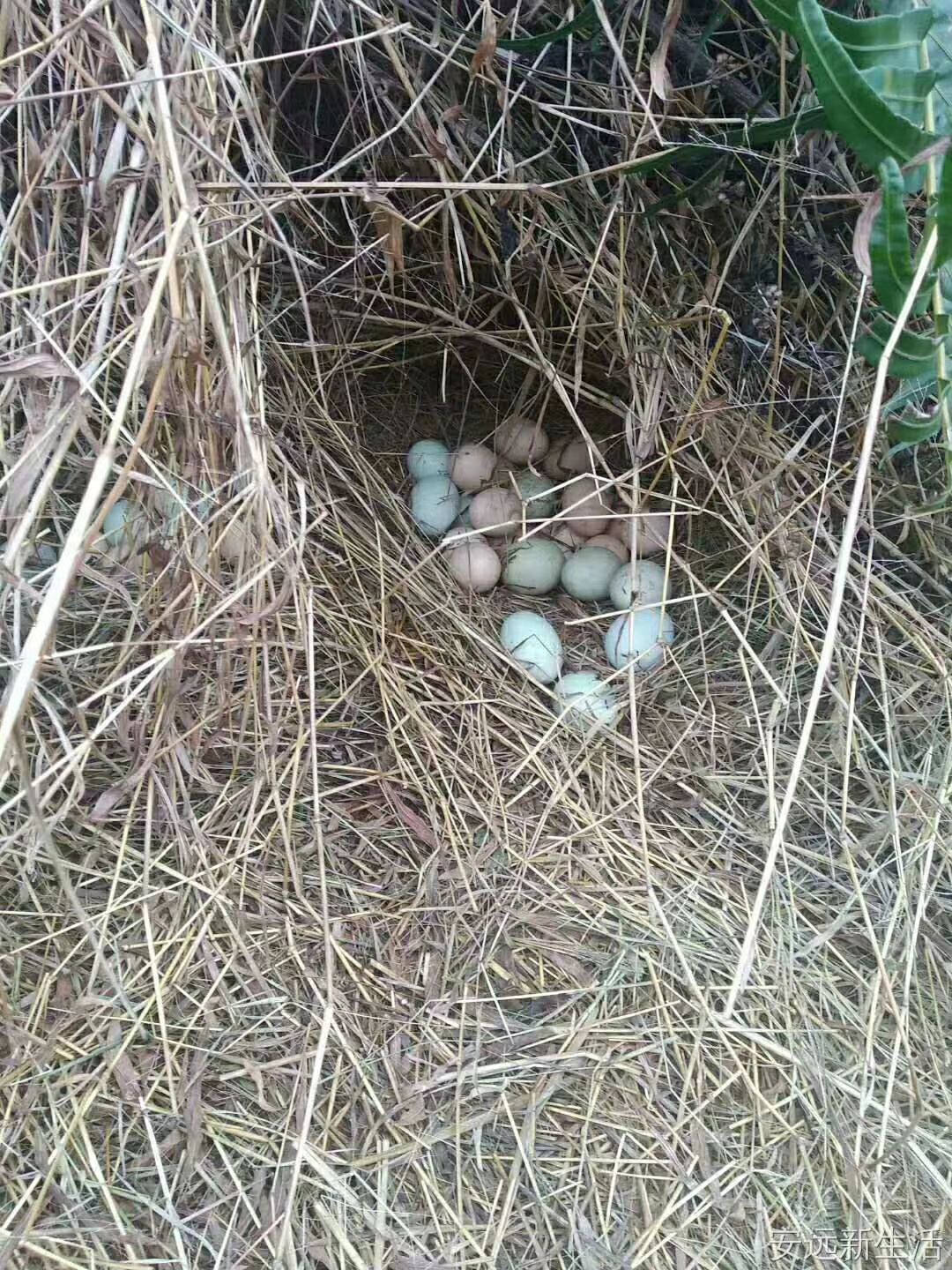 正宗绿壳乌鸡蛋